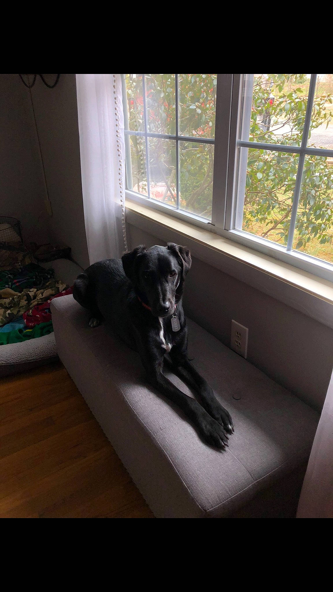 Rhett is registered to the contest to win money with this photo: canidae, carnivore, companion_dog, couch, dog, dog_breed, flat_coated_retriever, great_dane, guard_dog, home, labrador_retriever, patterdale_terrier, sporting_group, window
