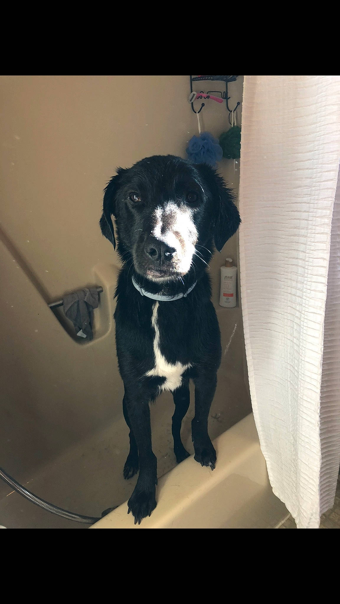 Rhett joined the competition — help win amazing prizes! borador, canidae, carnivore, companion_dog, dog, dog_breed, labrador_retriever, mammal, puppy, rare_breed_dog, retriever, snout, sporting_group, vertebrate