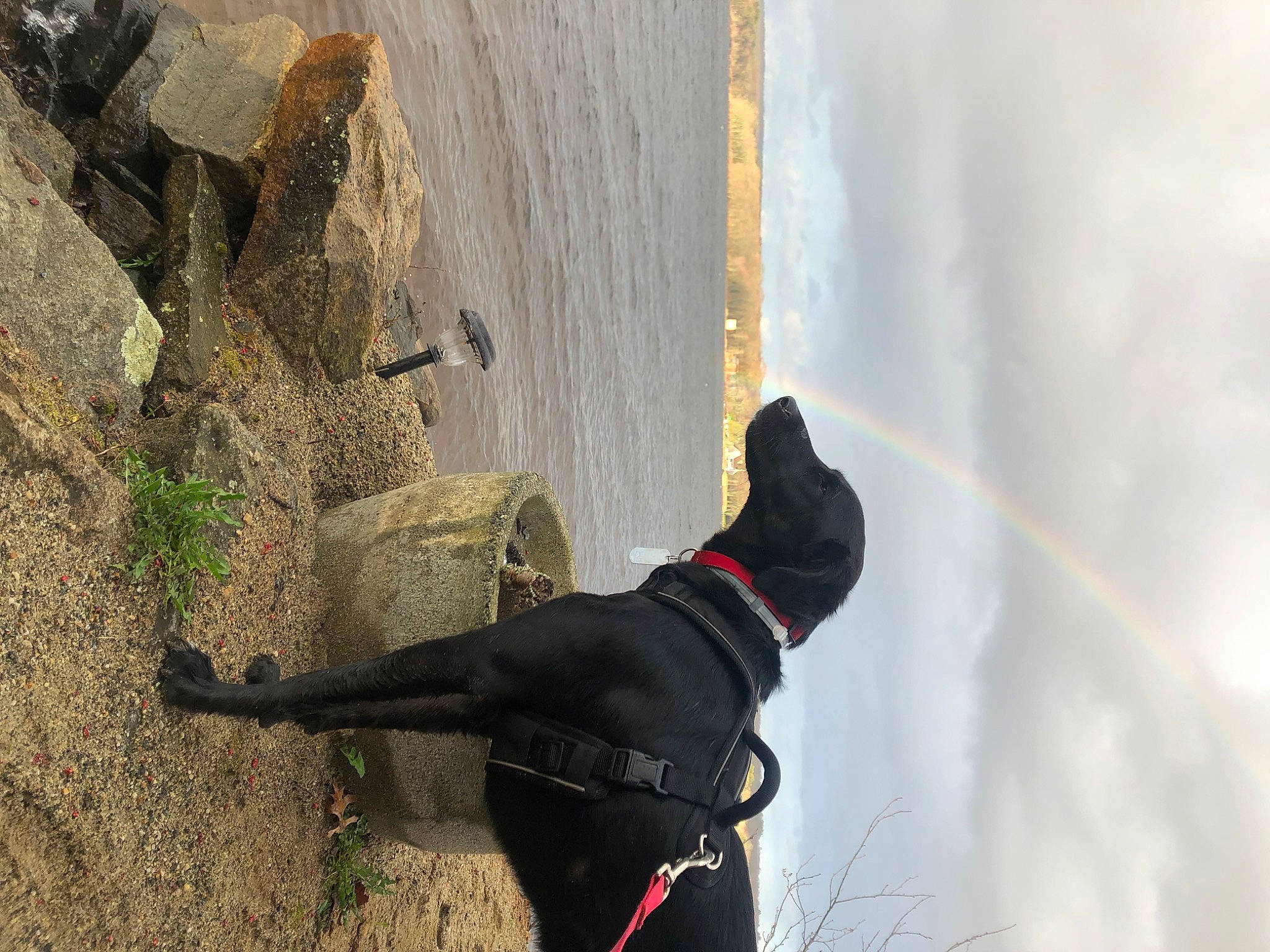 Rhett is registered to the contest to win money with this photo: abseiling, adventure, canidae, climbing, climbing_harness, recreation, rock, rock_climbing, rock_climbing_equipment, sport_climbing