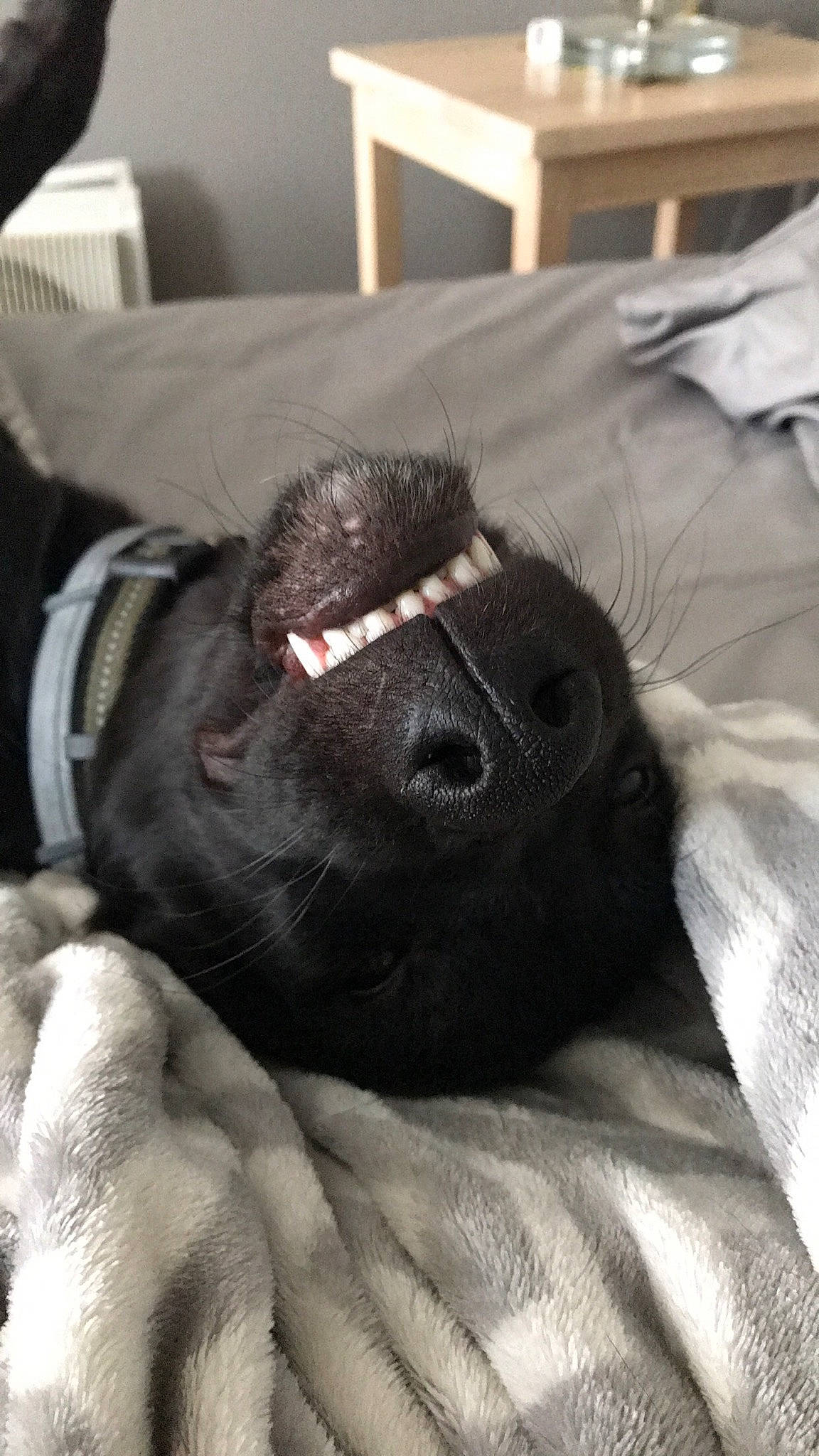 Rhett is registered to the contest to win money with this photo: canidae, carnivore, companion_dog, dog, dog_breed, labrador_retriever, non_sporting_group, nose, puppy, shar_pei, snout, sporting_group