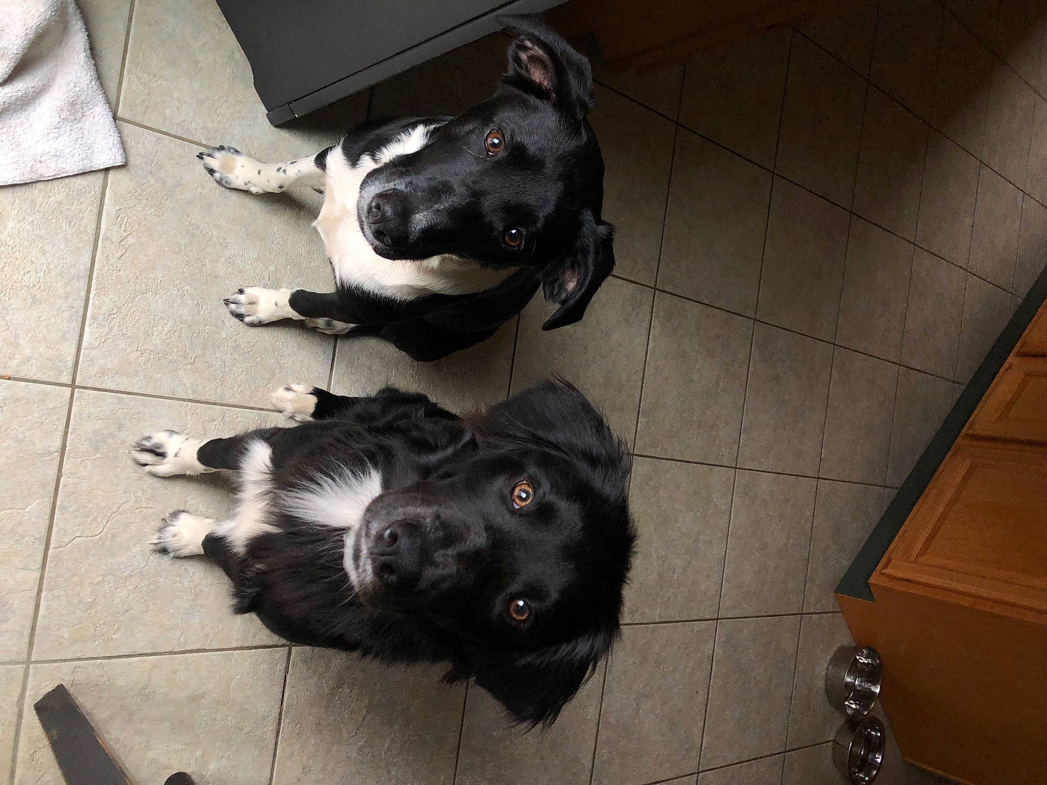 Hutch is registered to the contest to win money with this photo: canidae, carnivore, companion_dog, dog, dog_breed, floor, snout, sporting_group