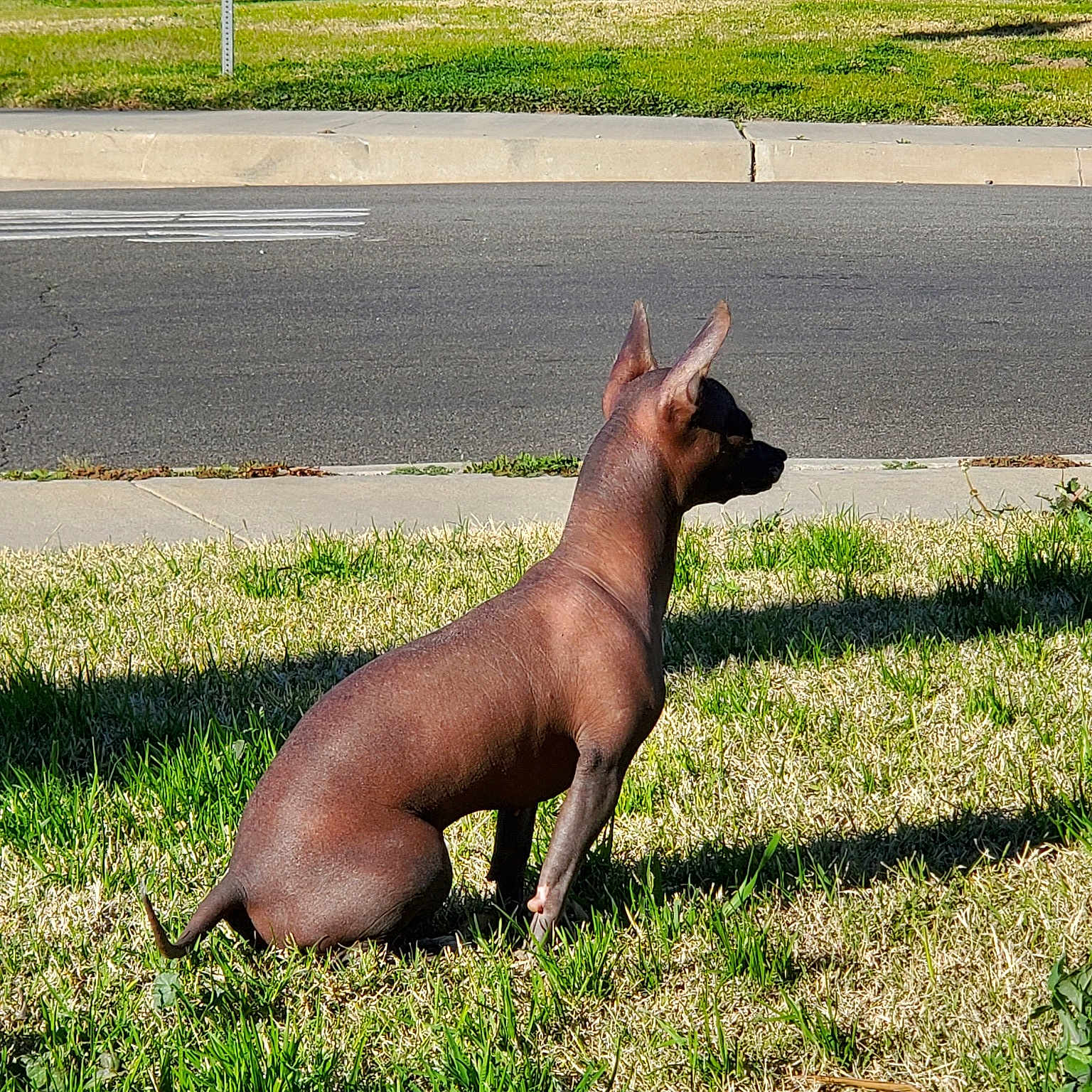 Niña