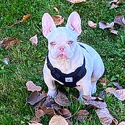 Strawberry Supermoon is registered to the contest to win money with this photo: dog, french_bulldog, white_dog, pet, animal, outdoor, grass, leaves, autumn, fall, canine, cute, harness, sitting, nature, daylight, ears_up, looking_at_camera, small_dog, companion