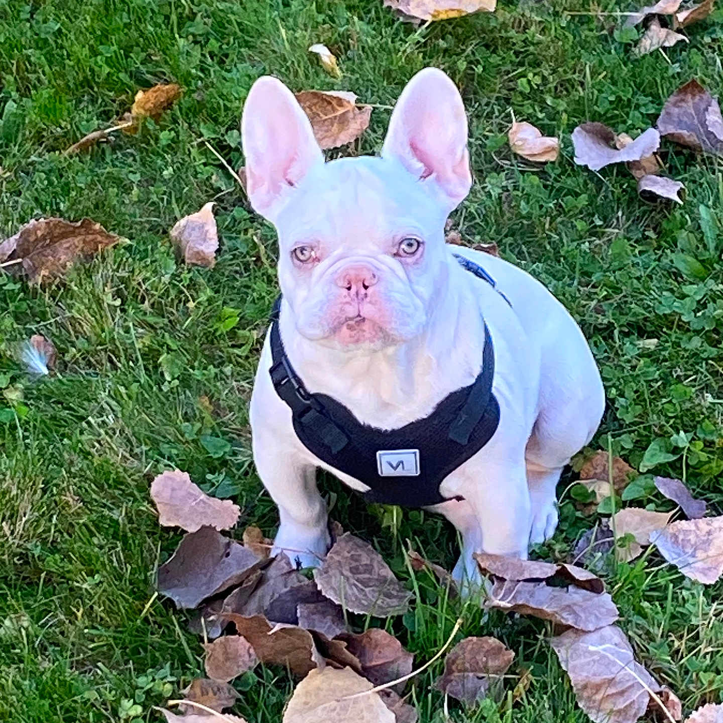 Strawberry Supermoon is registered to the contest to win money with this photo: animal, autumn, canine, companion, cute, daylight, dog, ears_up, fall, french_bulldog, grass, harness, leaves, looking_at_camera, nature, outdoor, pet, sitting, small_dog, white_dog
