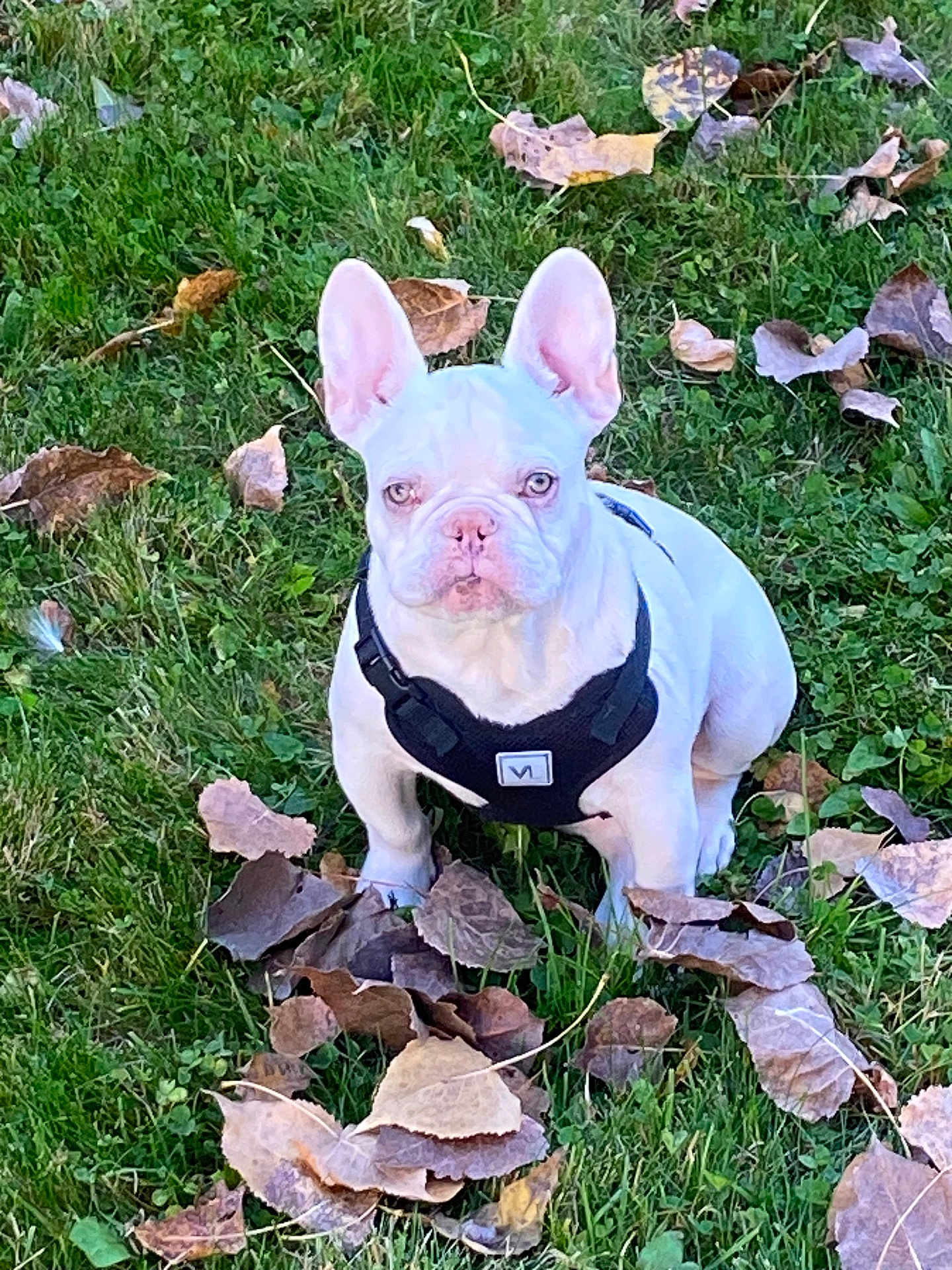 Strawberry Supermoon is registered to the contest to win money with this photo: dog, french_bulldog, white_dog, pet, animal, outdoor, grass, leaves, autumn, fall, canine, cute, harness, sitting, nature, daylight, ears_up, looking_at_camera, small_dog, companion