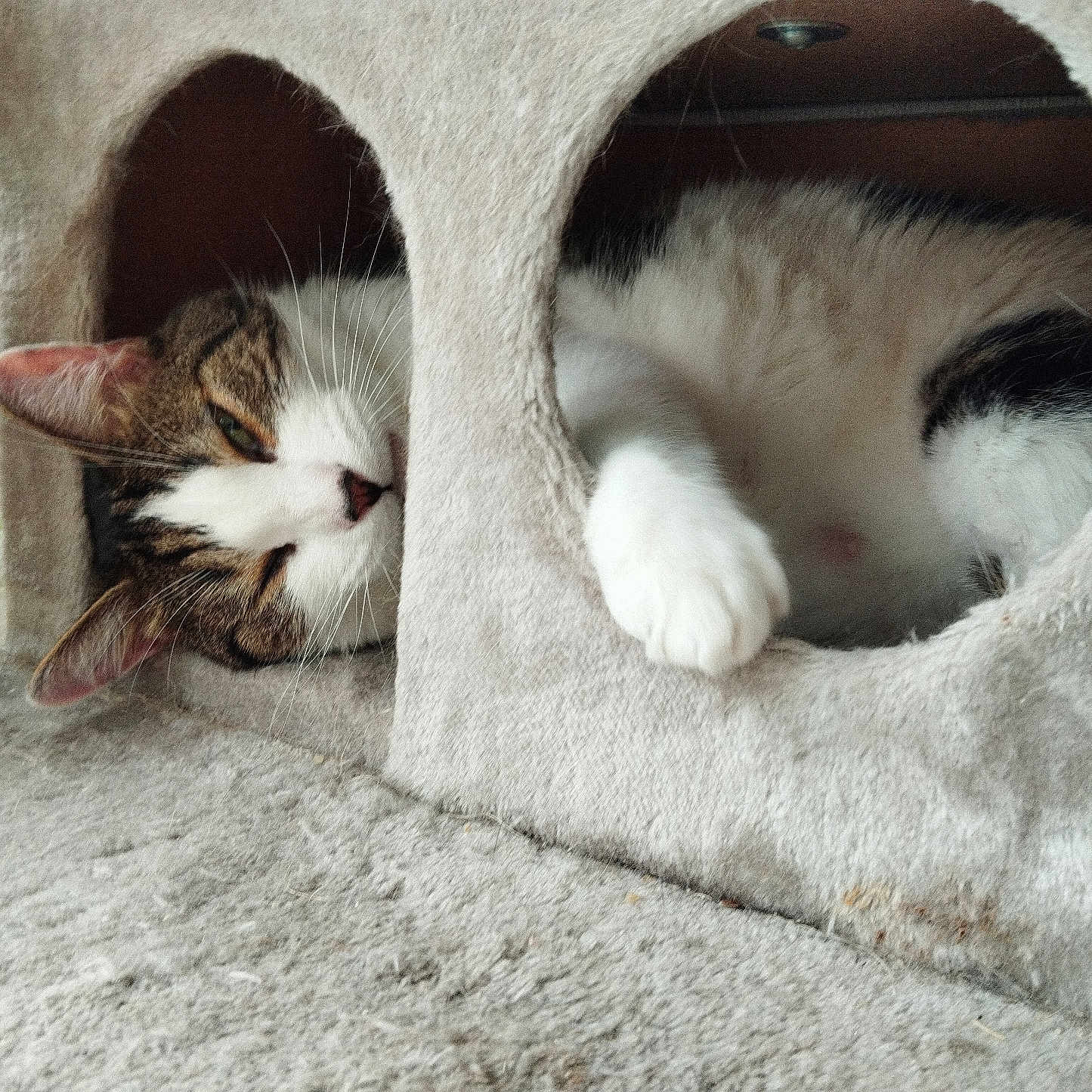 Noctis a rejoint le concours — aidez-le/la à gagner de superbes lots ! abyssinian, animal, basket, cat, couch, den, doghouse, furniture, hardwood, hole, homedecor, indoors, kennel, kitten, manx, person, pet, siamese, sleeping, wood