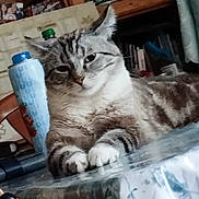 Ulysse participe au concours pour gagner de l'argent avec cette photo : cat, tabby_cat, table, paws, indoor, furniture, bottle, household, relaxed, pet, animal, fur, face, ears, eyes, whiskers, domestic, resting, closeup, home