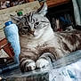 cat, tabby_cat, table, paws, indoor, furniture, bottle, household, relaxed, pet, animal, fur, face, ears, eyes, whiskers, domestic, resting, closeup, home