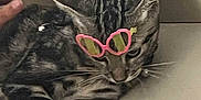 Stich Et Yoshi participe au concours pour gagner de l'argent avec cette photo : cat, tabby, sunglasses, pink, tape, floor, tile, hand, pet, animal, indoor, resting, paws, whiskers, ears, domestic_cat, cute, funny, accessory, expression