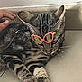 cat, tabby, sunglasses, pink, tape, floor, tile, hand, pet, animal, indoor, resting, paws, whiskers, ears, domestic_cat, cute, funny, accessory, expression