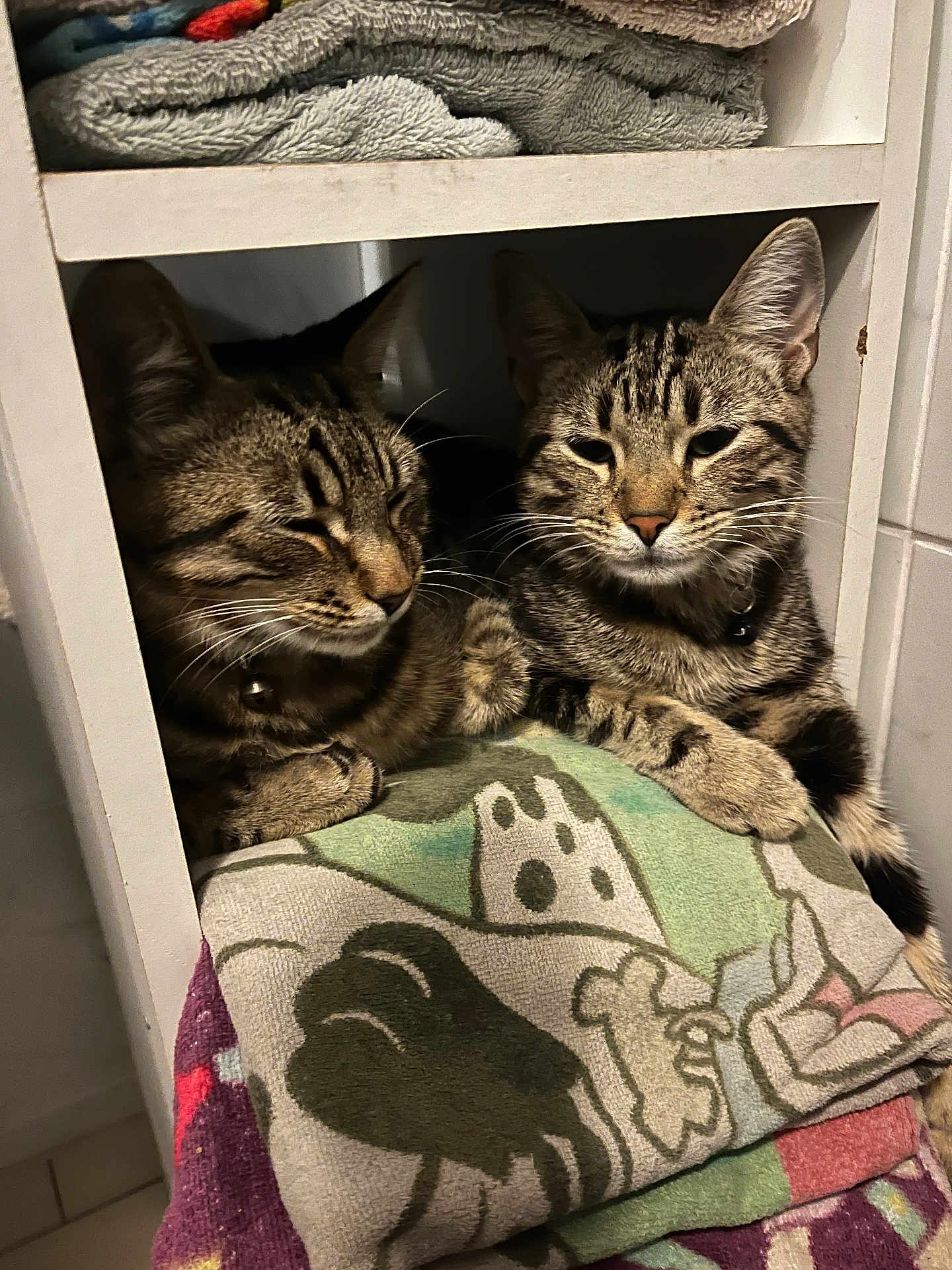 Stich Et Yoshi a rejoint le concours — aidez-le/la à gagner de superbes lots ! cat, tabby, towel, shelf, resting, indoor, feline, pet, striped, cozy, furniture, relaxed, cute, domestic, animal, paw, fur, whiskers, sleepy, companion