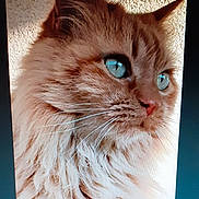 Caramelle a rejoint le concours — aidez-le/la à gagner de superbes lots ! animal, blue_eyes, cat, close_up, cute, domestic_cat, face, feline, fluffy, fur, head, indoor, looking_away, majestic, orange_cat, pet, portrait, soft_light, texture, whiskers