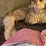 Sophia joined the competition — help win amazing prizes! dog, cat, blanket, cushion, fur, pet, cozy, indoor, resting, sleeping, animal, tabby, curled_up, relaxed, companion, cute, furry, comfort, soft, snuggle
