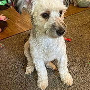 Sophia joined the competition — help win amazing prizes! dog, indoor, carpet, toy, pet, curly_fur, white_dog, animal, cute, small_dog, floor, wood_floor, sitting, ears, nose, fur, domestic_animal, companion, home, looking_away