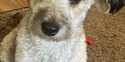 Sophia joined the competition — help win amazing prizes! dog, pet, indoor, carpet, curly_fur, brown_eyes, small_dog, floor, household_items, laundry_basket, plastic_bottles, furniture, cute, animal, domestic_animal, companion, looking_up, ears, mammal, portrait