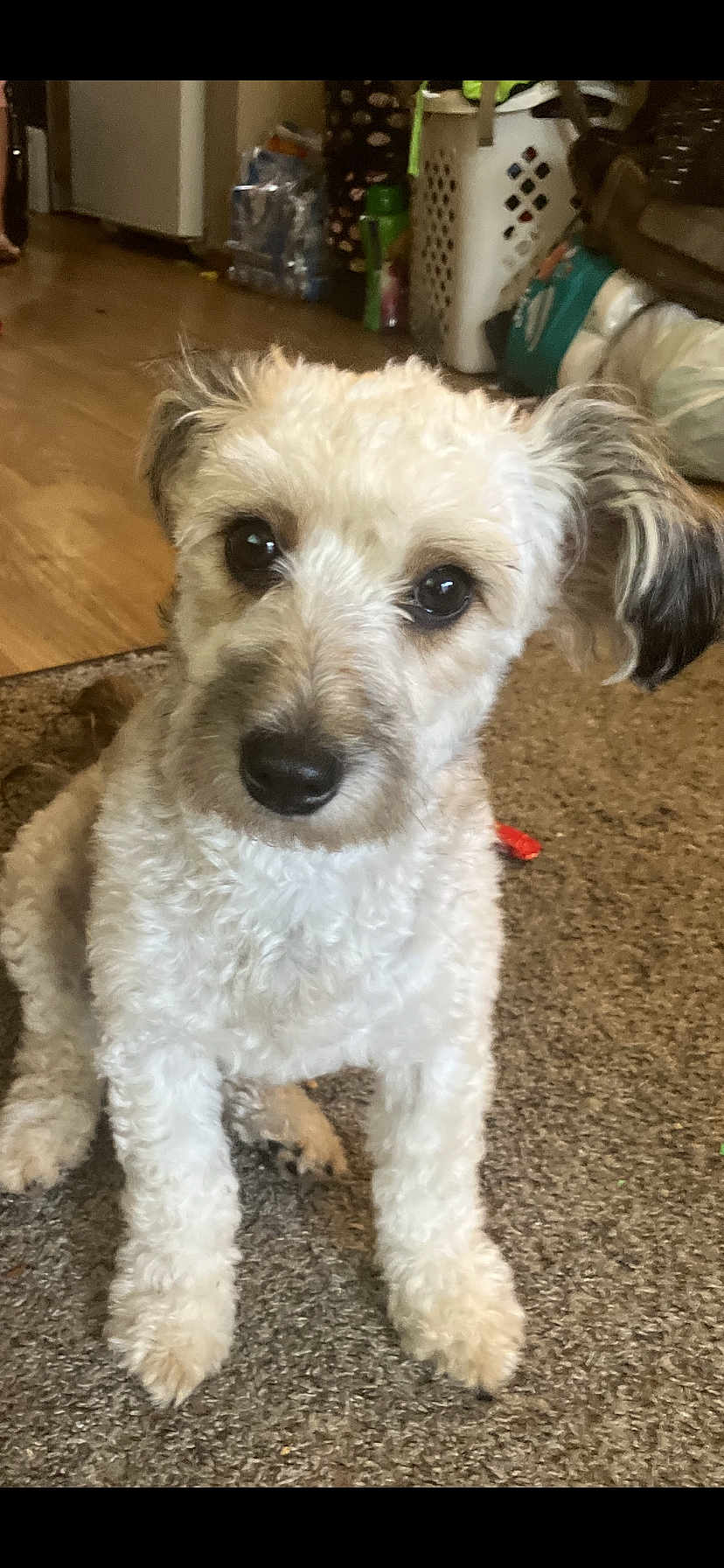 Sophia joined the competition — help win amazing prizes! dog, pet, indoor, carpet, curly_fur, brown_eyes, small_dog, floor, household_items, laundry_basket, plastic_bottles, furniture, cute, animal, domestic_animal, companion, looking_up, ears, mammal, portrait