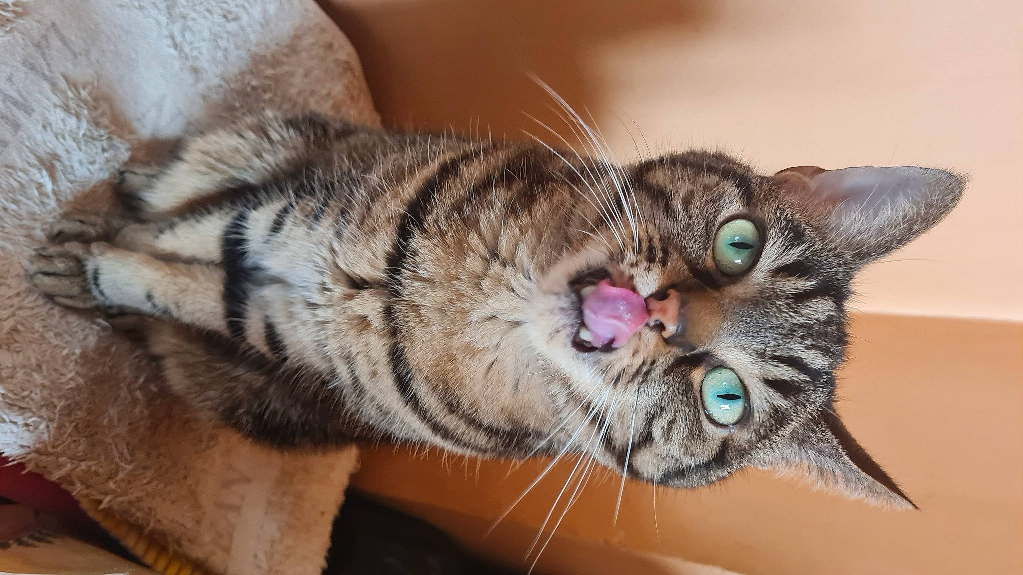 Safran a rejoint le concours — aidez-le/la à gagner de superbes lots ! carnivore, cat, claw, comfort, domestic_short_haired_cat, ear, eye, eyelash, felidae, fur, paw, small_to_medium_sized_cats, snout, tail, terrestrial_animal, whiskers, wildlife