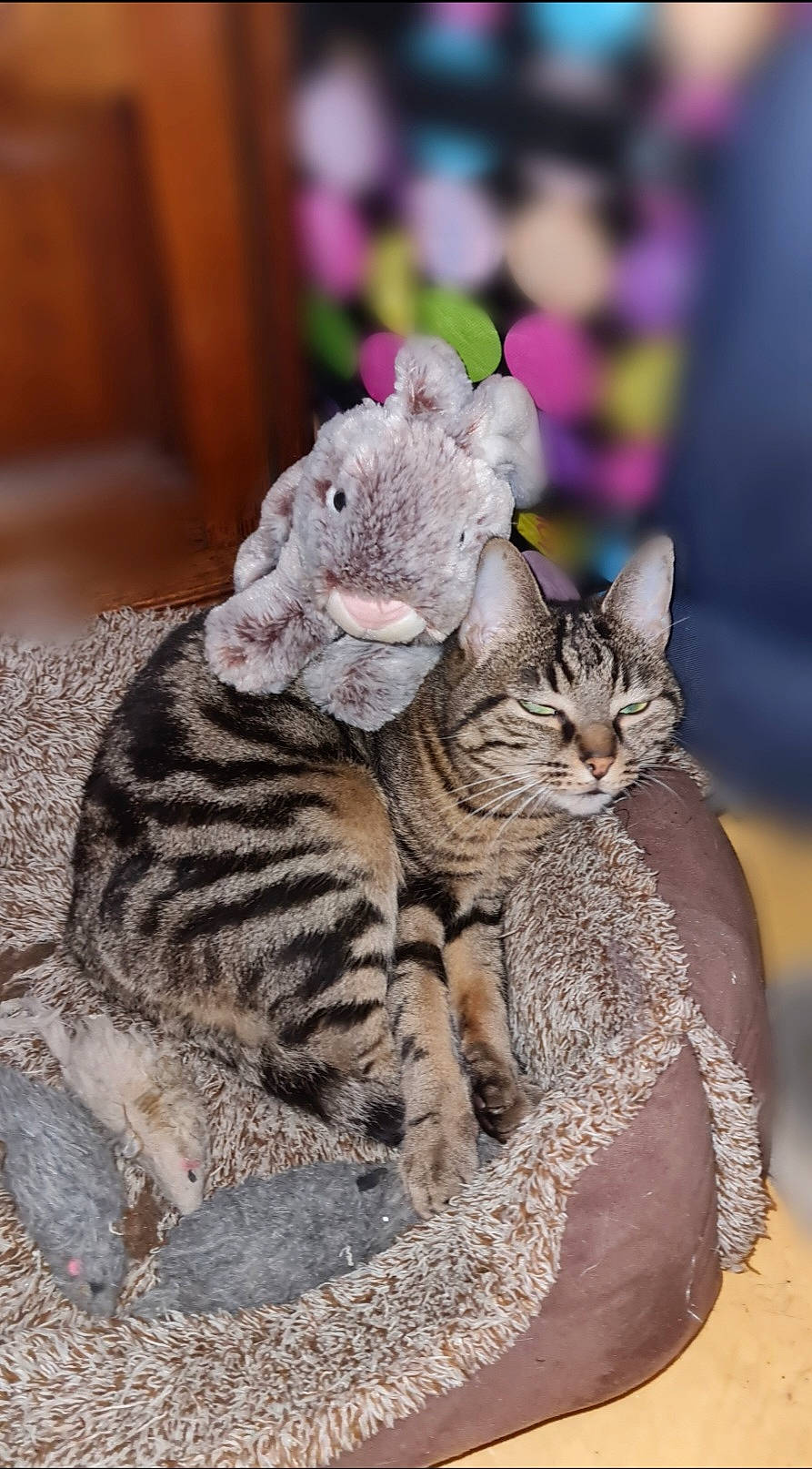 Twinny participe au concours pour gagner de l'argent avec cette photo : carnivore, cat, claw, comfort, domestic_short_haired_cat, fawn, felidae, fur, paw, plant, sitting, small_to_medium_sized_cats, snout, tail, terrestrial_animal, whiskers, wildlife