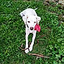 dog, white_dog, bandana, red_bandana, grass, greenery, stick, outdoor, pet, animal, nature, canine, playing, lying_down, curious, ears, nose, paws, daylight, garden