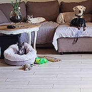 Solita a rejoint le concours — aidez-le/la à gagner de superbes lots ! cat, dog, couch, living_room, pet_bed, plant, wood_floor, toy, table, relaxing, indoor, furniture, small_dog, large_dog, calm, pet, cozy, neutral_colors, resting, domestic