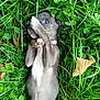 puppy, dog, grass, clover, leaf, animal, pet, outdoor, playful, cute, collar, young, nature, greenery, lying_down, paw, fur, small, shy, relaxed