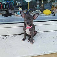 April participe au concours pour gagner de l'argent avec cette photo : puppy, dog, small_dog, pink_collar, ears, shop_window, jewelry, bracelets, necklace_display, earrings, decorative_items, statues, white_ledge, concrete, outdoor, pet, animal, cute, alert, sitting