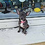 puppy, dog, small_dog, pink_collar, ears, shop_window, jewelry, bracelets, necklace_display, earrings, decorative_items, statues, white_ledge, concrete, outdoor, pet, animal, cute, alert, sitting