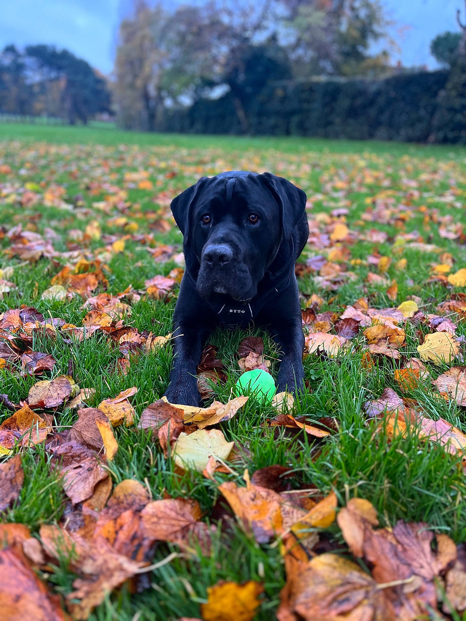 Bane is registered to the contest to win money with this photo: carnivore, companion_dog, dog, dog_breed, fawn, field, grass, grassland, groundcover, landscape, meadow, natural_landscape, pasture, people_in_nature, plant, prairie, sky, tree, wilderness, working_animal