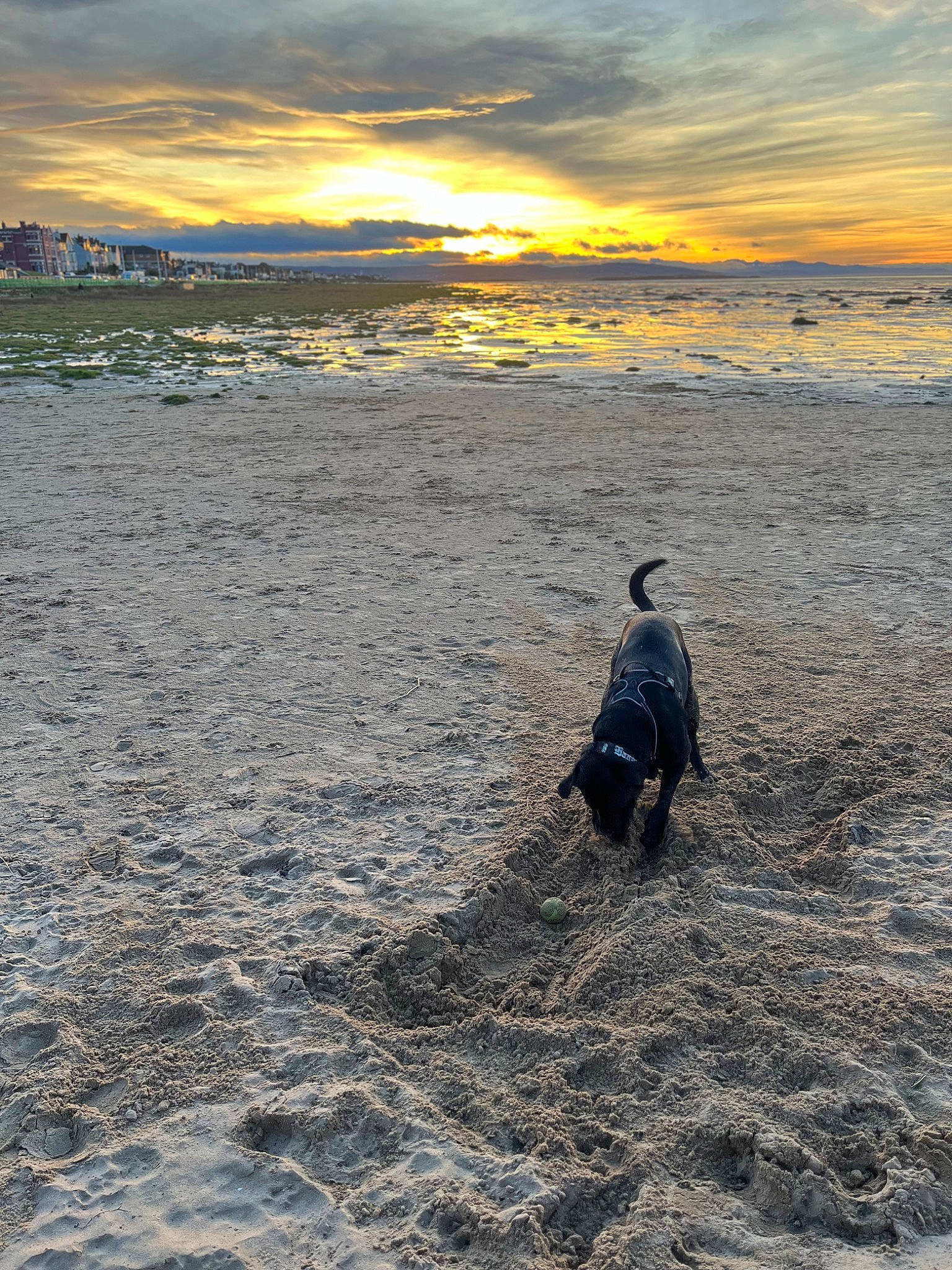Bane is registered to the contest to win money with this photo: afterglow, beach, calm, cloud, coast, horizon, landscape, people_in_nature, recreation, sand, shore, sky, soil, sunset, tree, water, wave, wind_wave, winter, wood