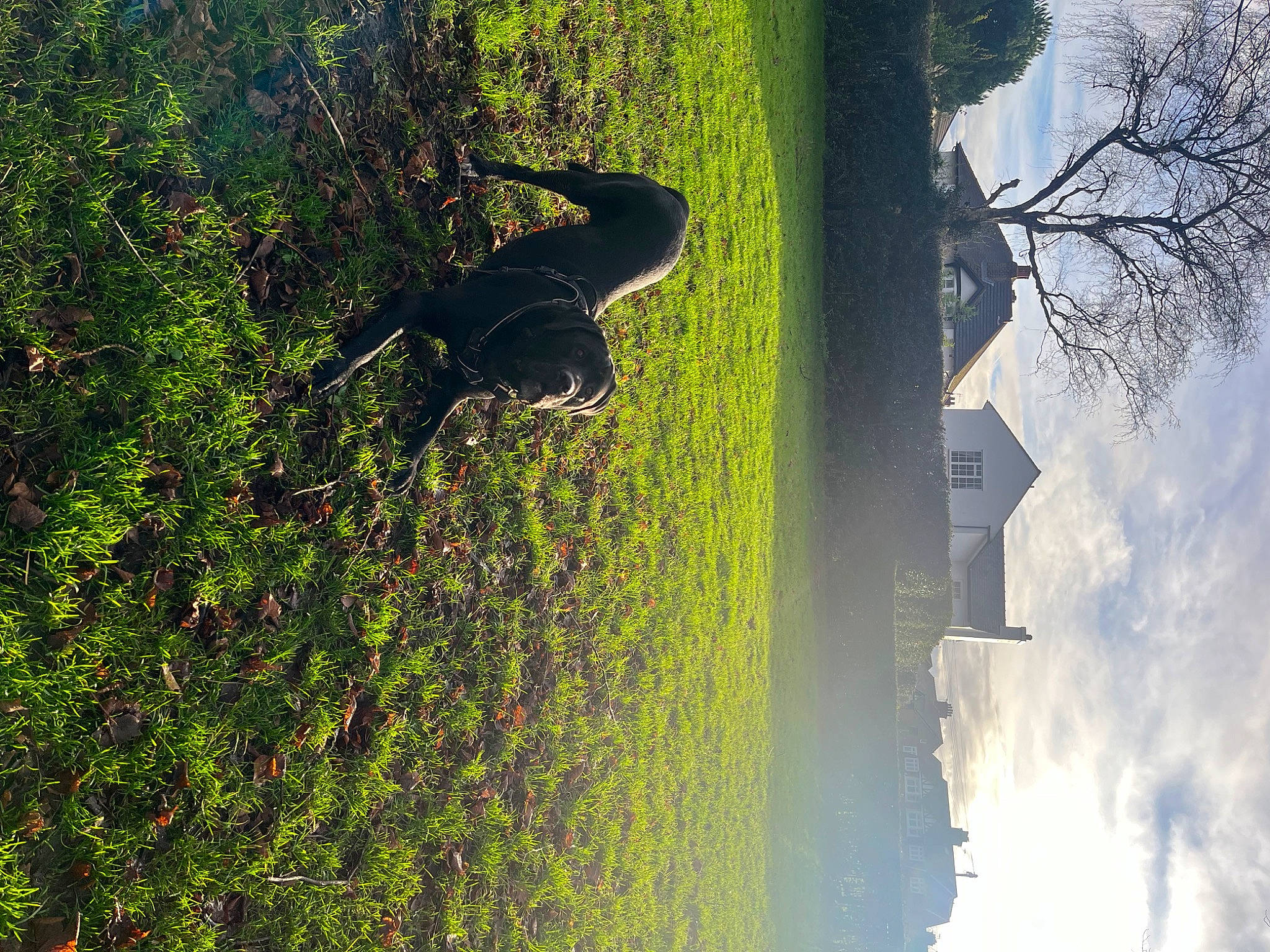 Bane joined the competition — help win amazing prizes! biome, branch, carnivore, cloud, grass, groundcover, landscape, morning, natural_environment, natural_landscape, plant, sky, sunlight, tree, trunk, water, water_resources, watercourse, wood, woody_plant