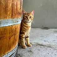 Mochi a rejoint le concours — aidez-le/la à gagner de superbes lots ! animal, barrel, cat, concrete_floor, curious, domestic_cat, ears, feline, gray_wall, metal_band, mysterious, orange_tabby, outdoor, pet, rustic, sitting, striped, whiskers, wood, young_cat