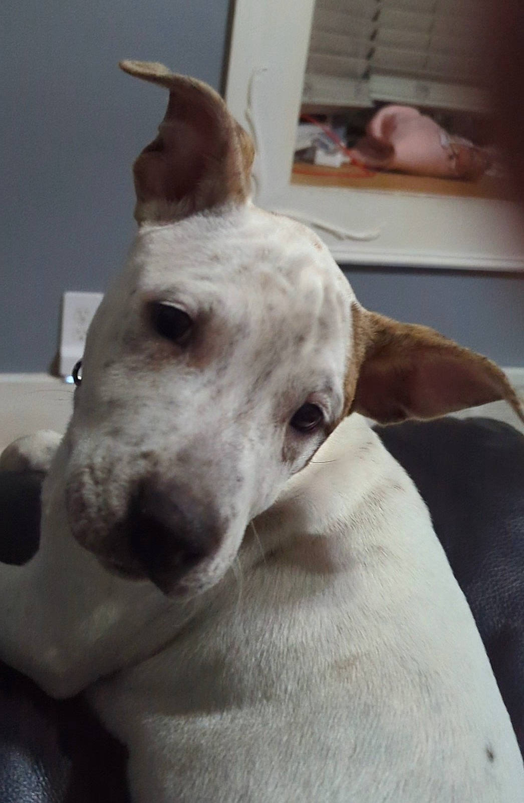 Mr. Wilson joined the competition — help win amazing prizes! bull_and_terrier, bull_terrier, bull_terrier_miniature, canidae, carnivore, collar, companion_dog, dog, dog_breed, dog_collar, ear, fawn, non_sporting_group, old_english_terrier, snout, sporting_group, terrestrial_animal, terrier, whiskers, working_animal