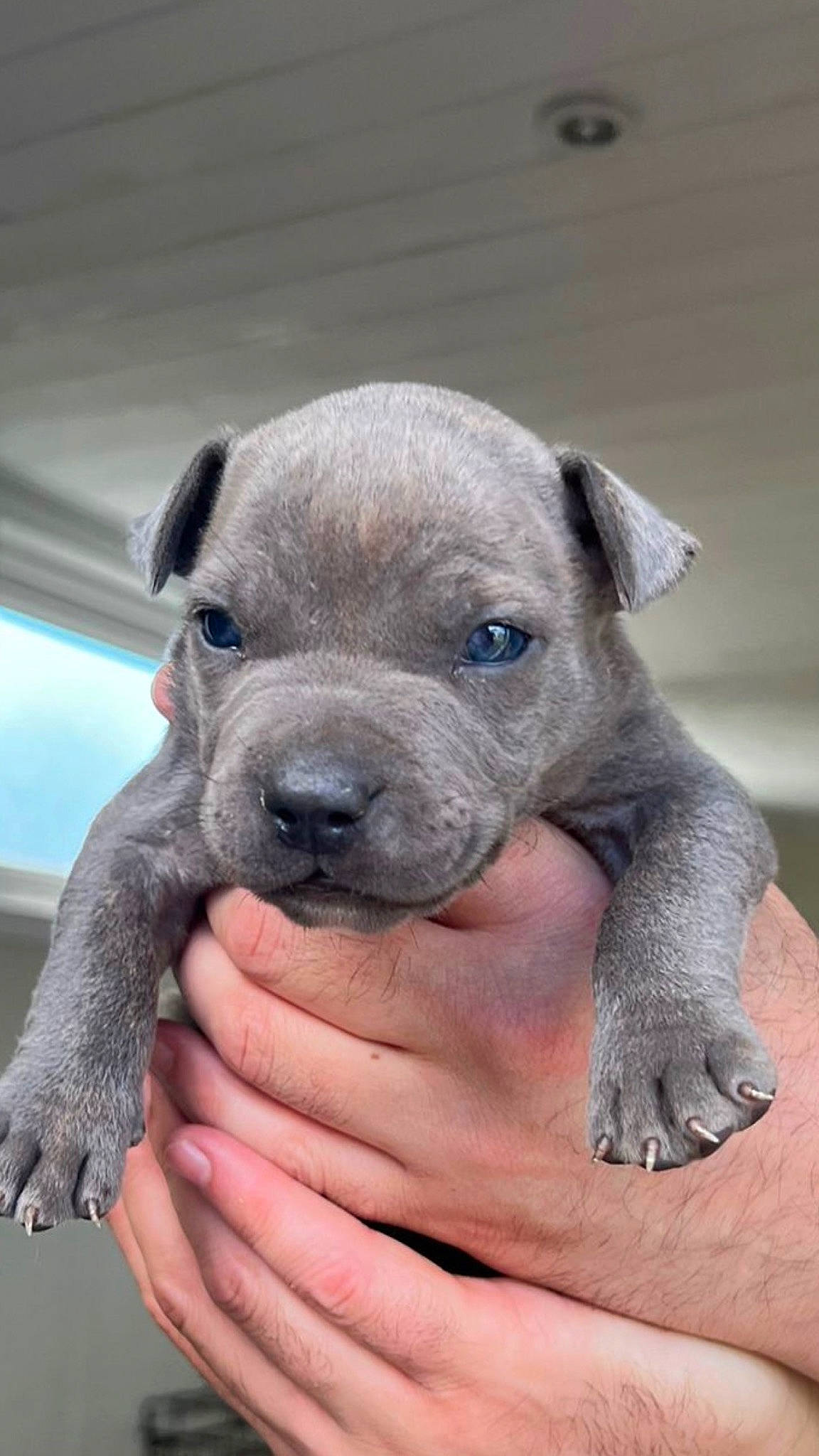 Milo is registered to the contest to win money with this photo: canidae, carnivore, collar, companion_dog, dog, dog_breed, ear, electric_blue, fawn, nail, non_sporting_group, snout, sporting_group, terrestrial_animal, whiskers, working_animal, working_dog, wrinkle