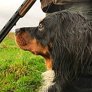 Rex a rejoint le concours — aidez-le/la à gagner de superbes lots ! dog, hunting_dog, side_profile, grass, outdoor, person, hunting_vest, shotgun_shells, shotgun, brown_fur, black_fur, animal, focused, nature, field, pet, canine, fur, wildlife, companion