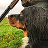 dog, hunting_dog, side_profile, grass, outdoor, person, hunting_vest, shotgun_shells, shotgun, brown_fur, black_fur, animal, focused, nature, field, pet, canine, fur, wildlife, companion
