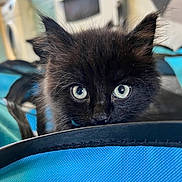 Loki joined the competition — help win amazing prizes! black_kitten, blue_eyes, cat, pet, indoor, curious, fluffy, close_up, animal, feline, young_cat, blue_fabric, cute, whiskers, ears, soft_fur, background_blur, domestic_cat, playful, kitten_face