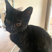 Tilly joined the competition — help win amazing prizes! black_cat, kitten, pet, indoor, curious, feline, animal, whiskers, ears, eyes, close_up, fur, sitting, domestic_cat, household, wooden_floor, cat_tree, background_blur, young_cat, cute
