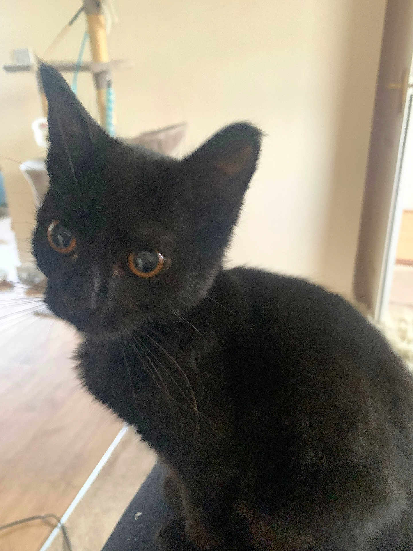 Tilly joined the competition — help win amazing prizes! black_cat, kitten, pet, indoor, curious, feline, animal, whiskers, ears, eyes, close_up, fur, sitting, domestic_cat, household, wooden_floor, cat_tree, background_blur, young_cat, cute