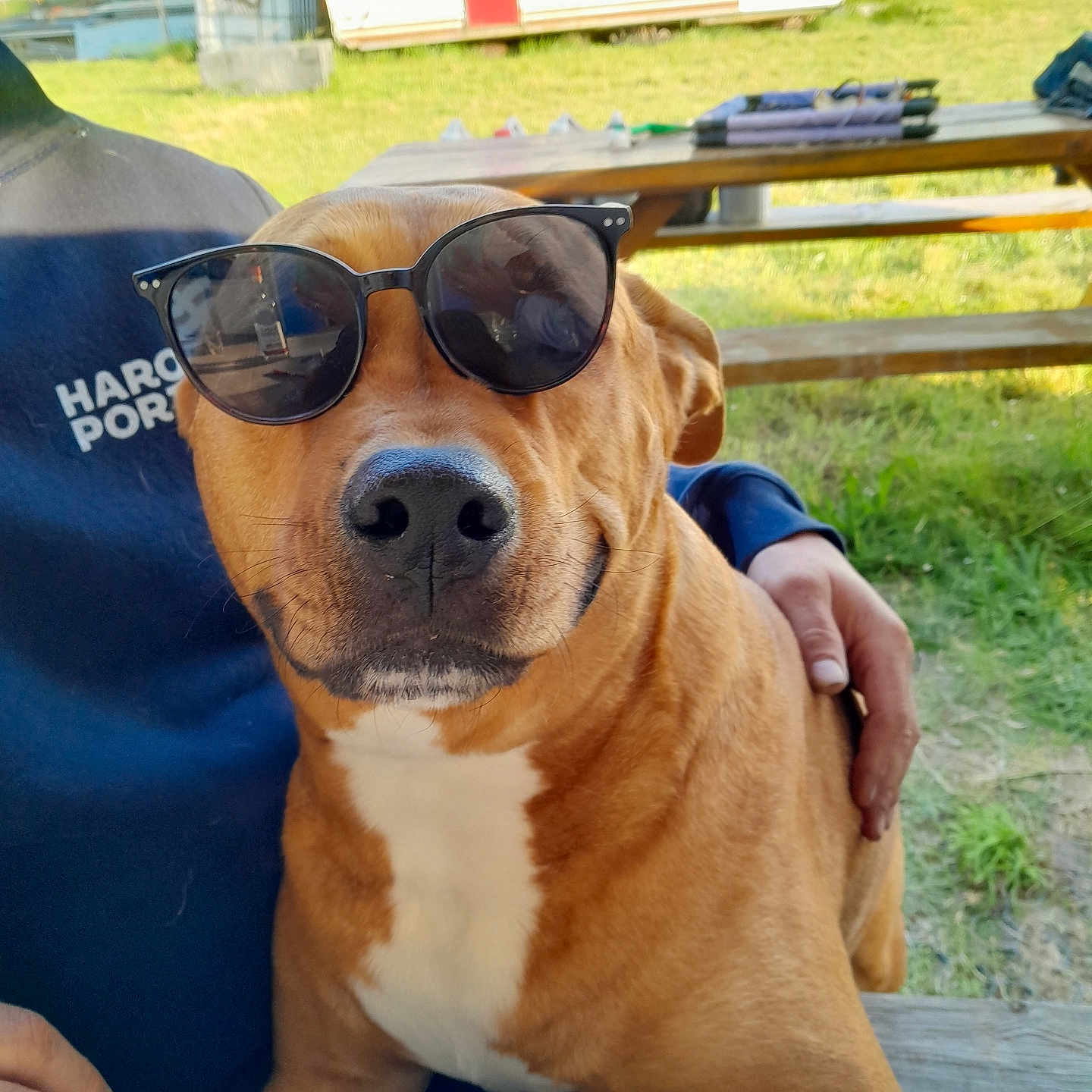 Oprah a rejoint le concours — aidez-le/la à gagner de superbes lots ! accessories, animal, architecture, boxer, building, bulldog, canine, dog, face, glasses, grass, head, hound, person, pet, photography, plant, portrait, puppy, sunglasses