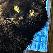 Lou joined the competition — help win amazing prizes! cat, black_cat, fluffy, close_up, yellow_eyes, whiskers, window, blue_curtain, indoor, pet, animal, fur, portrait, mammal, looking_away, domestic_cat, bright_eyes, curtain, light, shadow
