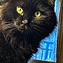 animal, black_cat, blue_curtain, bright_eyes, cat, close_up, curtain, domestic_cat, fluffy, fur, indoor, light, looking_away, mammal, pet, portrait, shadow, whiskers, window, yellow_eyes