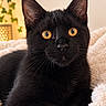 Biscuit participe au concours pour gagner de l'argent avec cette photo : black_cat, cat, feline, golden_eyes, amber_eyes, portrait, close_up, animal, pet, whiskers, ears, short_hair, black_fur, indoor, cozy, blanket, soft_bedding, warm_lighting, home_decor, alert