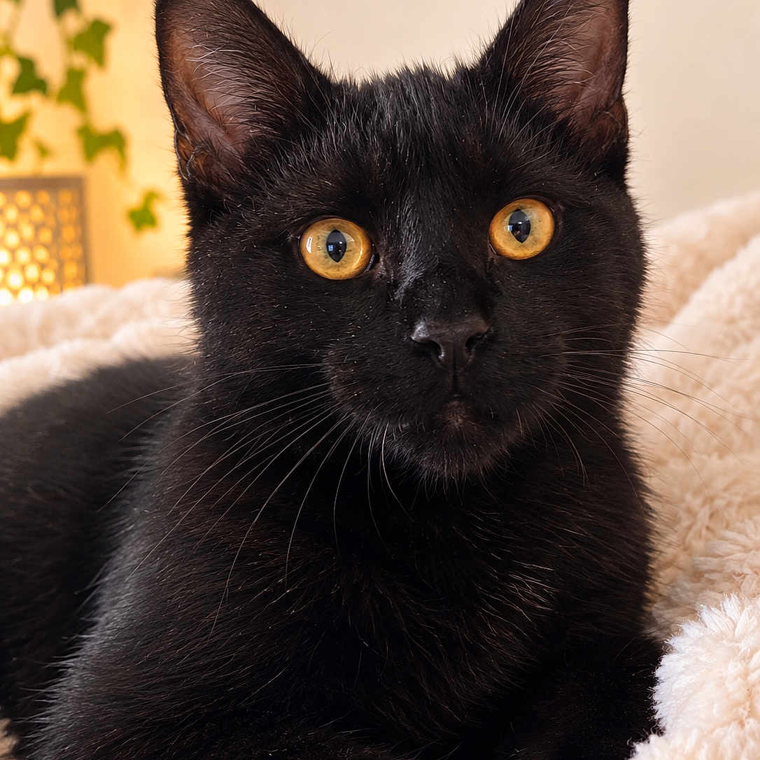 Biscuit participe au concours pour gagner de l'argent avec cette photo : black_cat, cat, feline, golden_eyes, amber_eyes, portrait, close_up, animal, pet, whiskers, ears, short_hair, black_fur, indoor, cozy, blanket, soft_bedding, warm_lighting, home_decor, alert