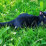 Biscuit participe au concours pour gagner de l'argent avec cette photo : black_cat, cat, feline, grass, greenery, garden, outdoors, wildflowers, clover, lying_down, animal, pet, whiskers, ears, yellow_eyes, tongue, fur, nature, lawn, portrait