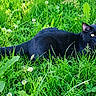 black_cat, cat, feline, grass, greenery, garden, outdoors, wildflowers, clover, lying_down, animal, pet, whiskers, ears, yellow_eyes, tongue, fur, nature, lawn, portrait