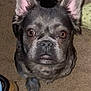 dog, french_bulldog, pet, carpet, ears, brown_eyes, indoor, looking_up, animal, mammal, paw, snout, fur, nose, domestic_animal, canine, companion, cute, alert, sitting