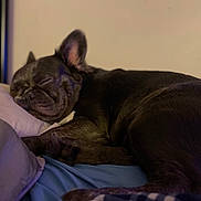 Enzo joined the competition — help win amazing prizes! dog, sleeping, bed, pillow, black_dog, resting, cozy, indoors, pet, animal, relaxation, fur, snout, ear, paw, blanket, comfort, quiet, peaceful, closeup