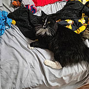 Cal Cal joined the competition — help win amazing prizes! cat, black_and_white, bed, blanket, indoor, pet, feline, fur, animal, resting, yellow_eyes, curious, cozy, soft, domestic_cat, whiskers, paws, comfort, sleeping_area, relaxed