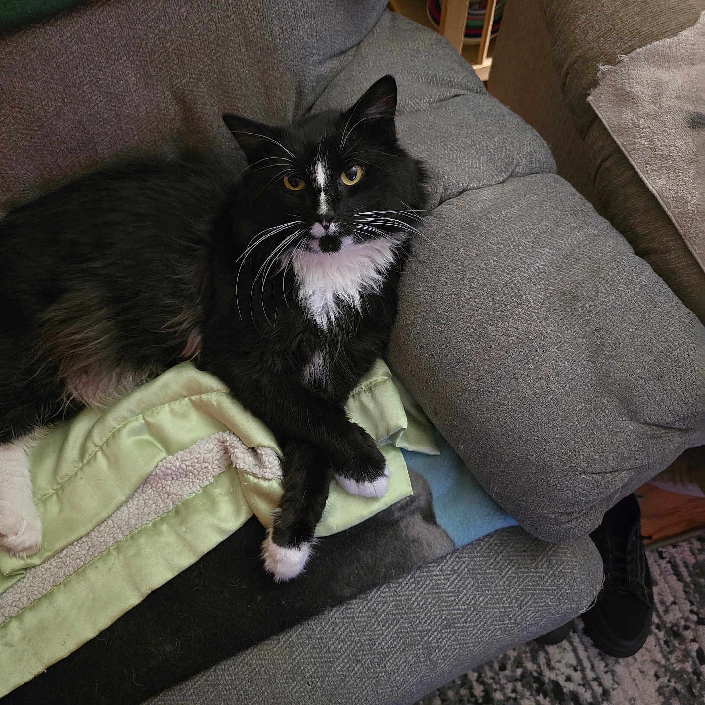 Cal Cal joined the competition — help win amazing prizes! black_and_white, blanket, carpet, cat, couch, cozy, curious, domestic_animal, feline, fluffy, fur, furniture, home, indoor, paws_crossed, pet, relaxed, resting, whiskers, yellow_eyes