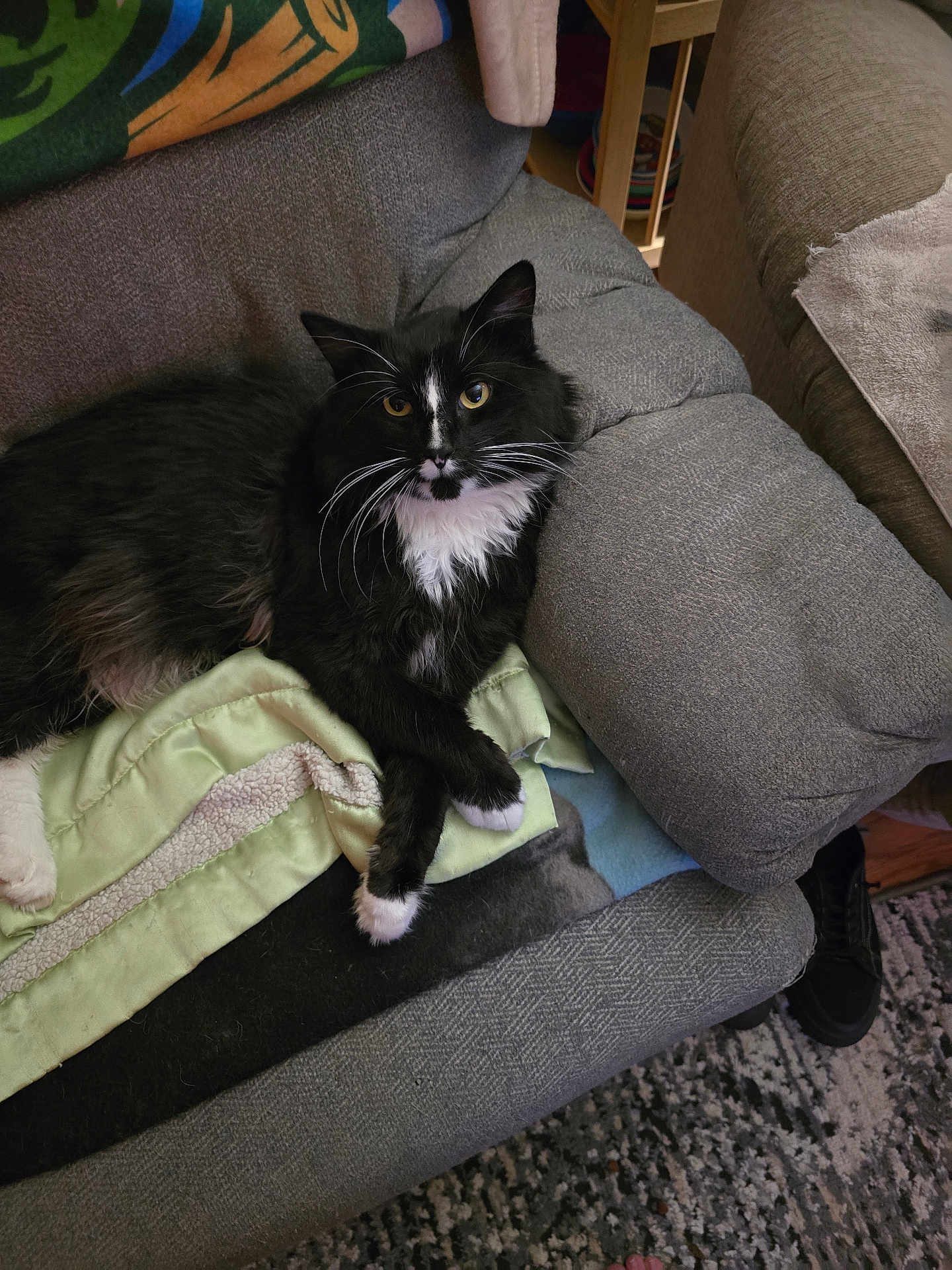 Cal Cal joined the competition — help win amazing prizes! cat, black_and_white, fluffy, couch, blanket, paws_crossed, indoor, pet, feline, cozy, relaxed, fur, whiskers, yellow_eyes, home, carpet, furniture, curious, resting, domestic_animal